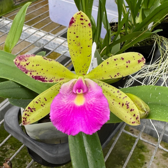 Bc. Hippodamia x C. Small World (4" Pot) -Not Blooming Bc. Hippodamia x C. Small World (4" Pot) -Not Blooming