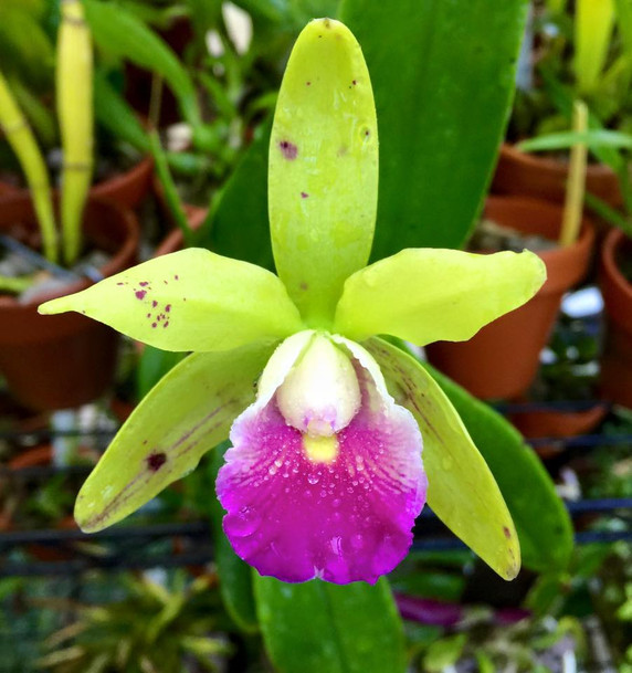 Bc. Hippodamia x C. Small World (4" Pot) -Not Blooming Bc. Hippodamia x C. Small World (4" Pot) -Not Blooming