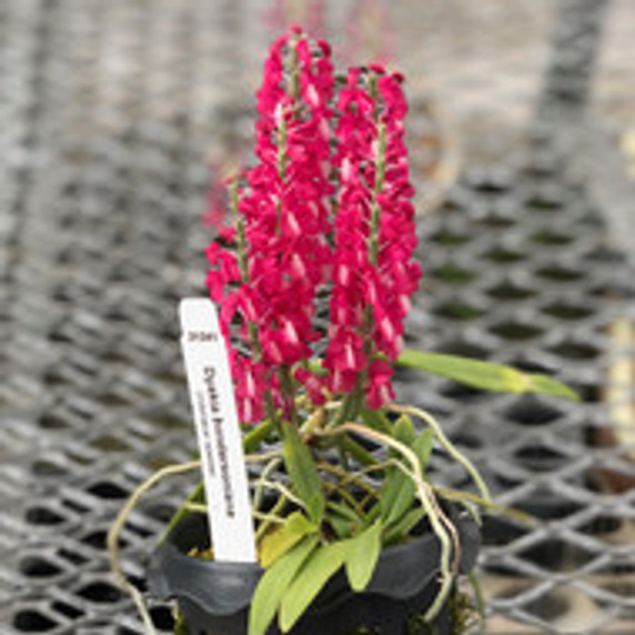 Dyakia hendersoniana x sib (OPEN BLOOMS) Dyakia hendersoniana x sib (OPEN BLOOMS)