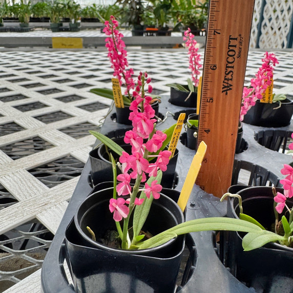 Dyakia hendersoniana x sib (OPEN BLOOMS) Dyakia hendersoniana x sib (OPEN BLOOMS)