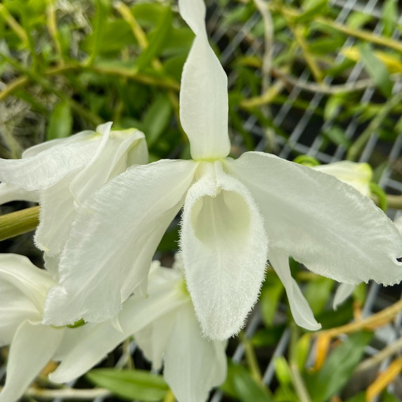 Dendrobium anosmum 'Super White' (Hono Hono) - Not Blooming Dendrobium anosmum 'Super White' (Hono Hono) - Not Blooming
