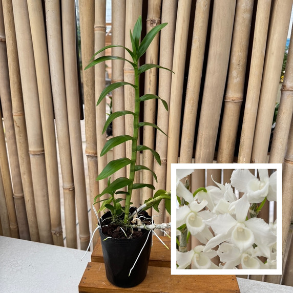 Dendrobium anosmum 'Super White' (Hono Hono) - Not Blooming Dendrobium anosmum 'Super White' (Hono Hono) - Not Blooming