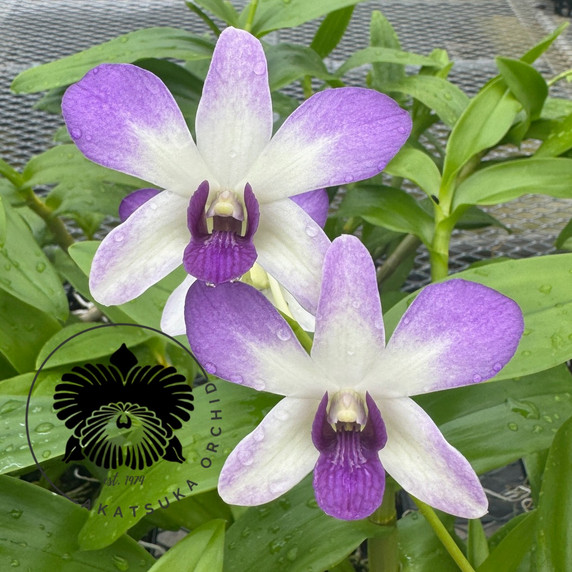 Dendrobium Aridang Blue (4" Pot) - Not Blooming Dendrobium Aridang Blue (4" Pot) - Not Blooming