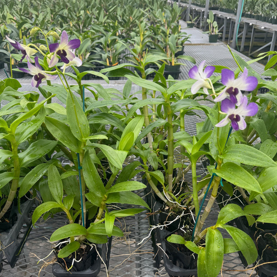 Dendrobium Aridang Blue (4" Pot) - Not Blooming Dendrobium Aridang Blue (4" Pot) - Not Blooming