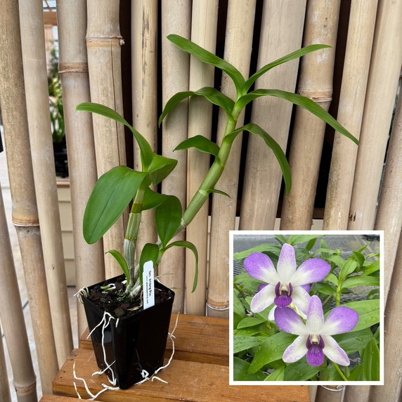 Dendrobium Aridang Blue (4" Pot) - Not Blooming Dendrobium Aridang Blue (4" Pot) - Not Blooming