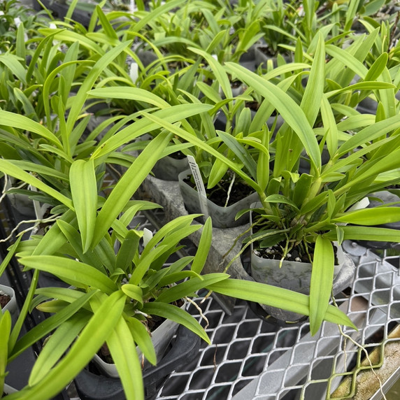 Caulavola Colmanii (4" pot) - Not Blooming Caulavola Colmanii (4" pot) - Not Blooming