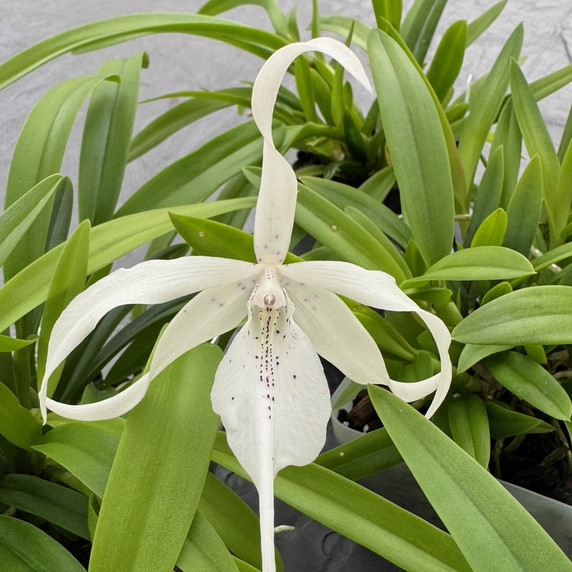 Caulavola Colmanii (4" pot) - Not Blooming Caulavola Colmanii (4" pot) - Not Blooming