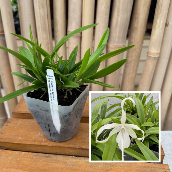 Caulavola Colmanii (4" pot) - Not Blooming Caulavola Colmanii (4" pot) - Not Blooming