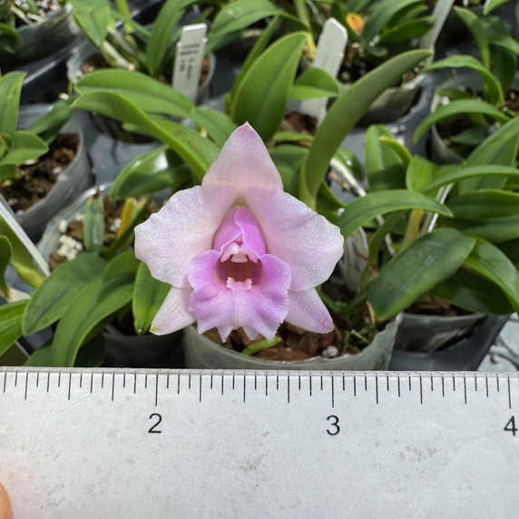 C. alaorii x sib (3" Pot) - Not Blooming C. alaorii x sib (3" Pot) - Not Blooming
