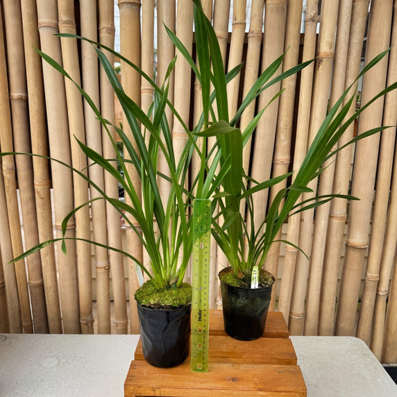 Cymbidium Prakai-Dao 'Orion' (4" Pot) - Not Blooming Cymbidium Prakai-Dao 'Orion' (4" Pot) - Not Blooming