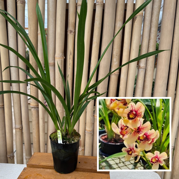 Cymbidium Prakai-Dao 'Orion' (4" Pot) - Not Blooming Cymbidium Prakai-Dao 'Orion' (4" Pot) - Not Blooming