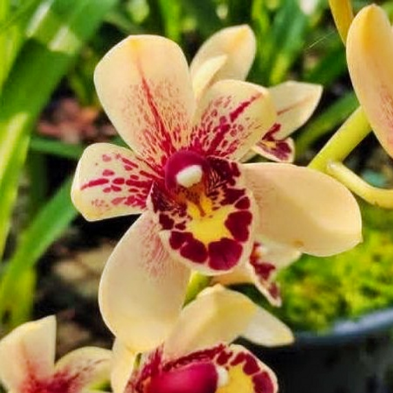 Cymbidium Prakai-Dao 'Orion' (4" Pot) - Not Blooming Cymbidium Prakai-Dao 'Orion' (4" Pot) - Not Blooming