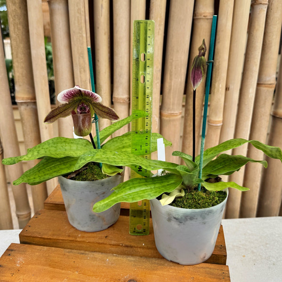 Paph. (Raisin Pie x Wood Wonder) x spicerianum Paph. (Raisin Pie x Wood Wonder) x spicerianum