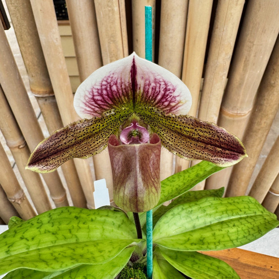 Paph. (Raisin Pie x Wood Wonder) x spicerianum Paph. (Raisin Pie x Wood Wonder) x spicerianum
