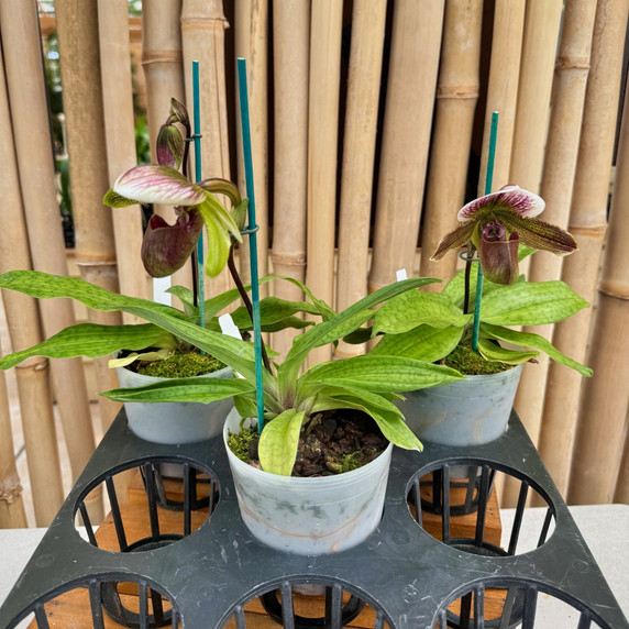 Paph. (Raisin Pie x Wood Wonder) x spicerianum Paph. (Raisin Pie x Wood Wonder) x spicerianum