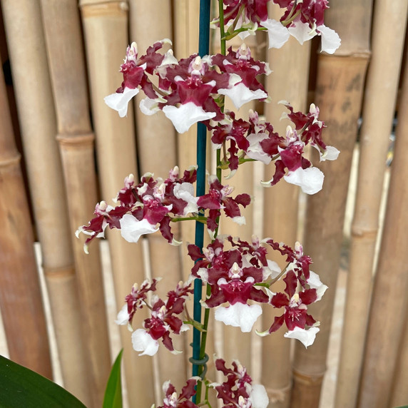 Onc. Heaven Scent 'Redolence' (Chocolate Orchid) - First Bloom Onc. Heaven Scent 'Redolence' (Chocolate Orchid) - First Bloom