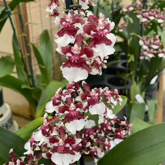 Onc. Heaven Scent 'Redolence' (Chocolate Orchid) - First Bloom Onc. Heaven Scent 'Redolence' (Chocolate Orchid) - First Bloom