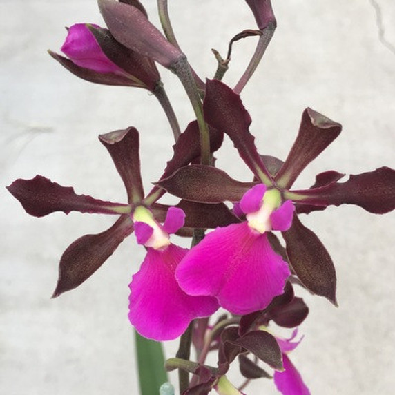 Encyclia Rioclarense (4" Pot) - Not Blooming Encyclia Rioclarense (4" Pot) - Not Blooming