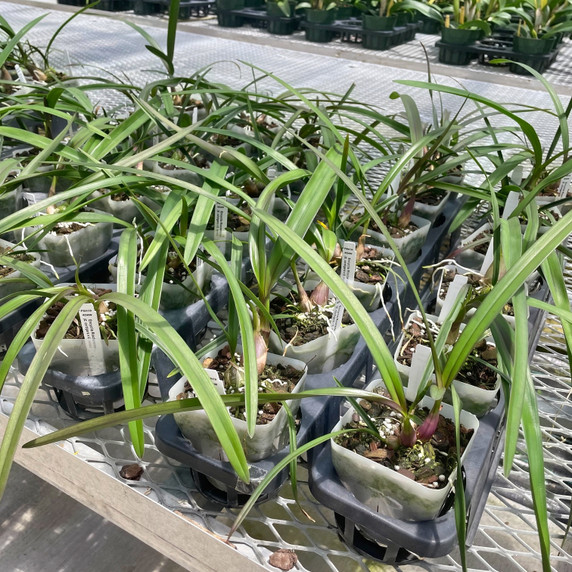 Encyclia Rioclarense (4" Pot) - Not Blooming Encyclia Rioclarense (4" Pot) - Not Blooming