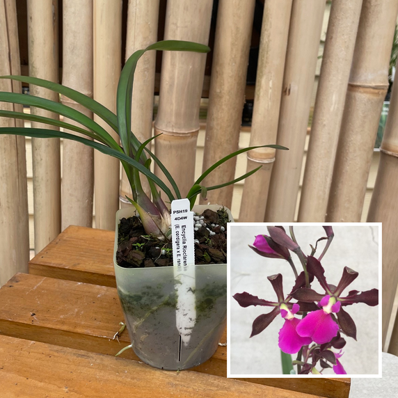 Encyclia Rioclarense (4" Pot) - Not Blooming Encyclia Rioclarense (4" Pot) - Not Blooming