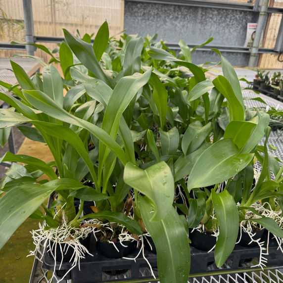 Gram. scriptum v. citrinum x Gram. scriptum 'short' (4" Pot) - Not Blooming Gram. scriptum v. citrinum x Gram. scriptum 'short' (4" Pot) - Not Blooming