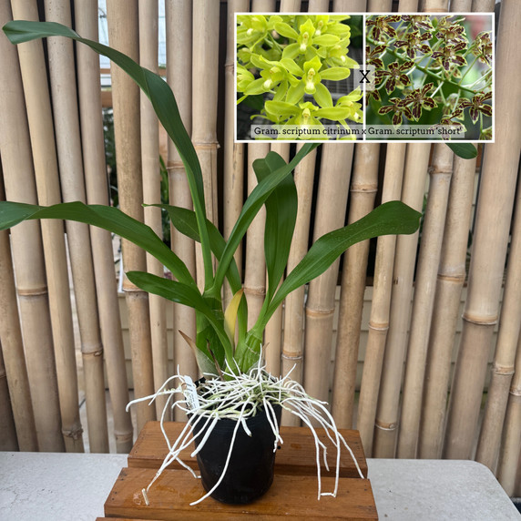 Gram. scriptum v. citrinum x Gram. scriptum 'short' (4" Pot) - Not Blooming Gram. scriptum v. citrinum x Gram. scriptum 'short' (4" Pot) - Not Blooming