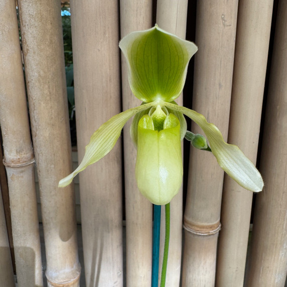 Paph. Joséito '#2' x Toni Semple 'Eve' (Not Blooming) Paph. Joséito '#2' x Toni Semple 'Eve' (Not Blooming)