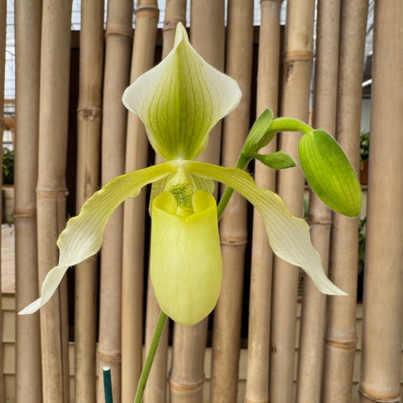 Paph. Joséito '#2' x Toni Semple 'Eve' (Not Blooming) Paph. Joséito '#2' x Toni Semple 'Eve' (Not Blooming)
