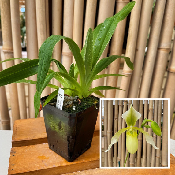 Paph. Joséito '#2' x Toni Semple 'Eve' (Not Blooming) Paph. Joséito '#2' x Toni Semple 'Eve' (Not Blooming)