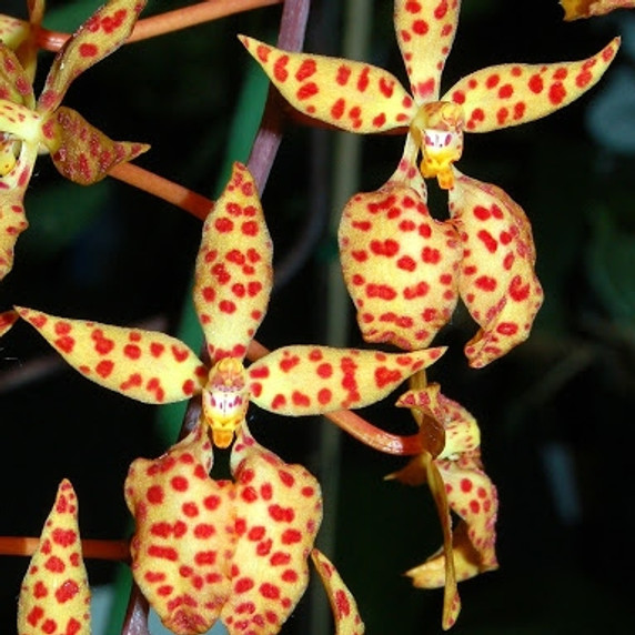 Ren. monachica x self (3" Pot) -Not Blooming Ren. monachica x self (3" Pot) -Not Blooming