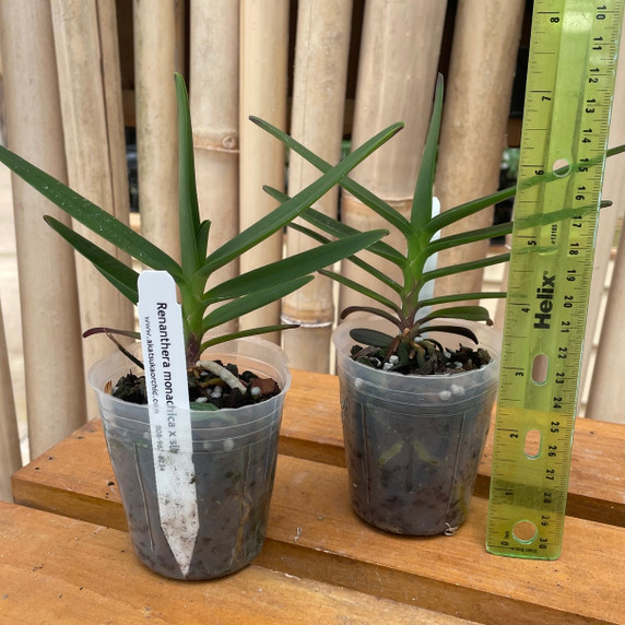 Ren. monachica x self (3" Pot) -Not Blooming Ren. monachica x self (3" Pot) -Not Blooming