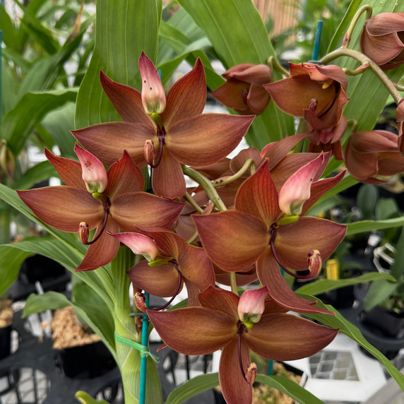 Cyc. Jumbo Cooper (4" Pot) - Male Flowers Cyc. Jumbo Cooper (4" Pot) - Male Flowers