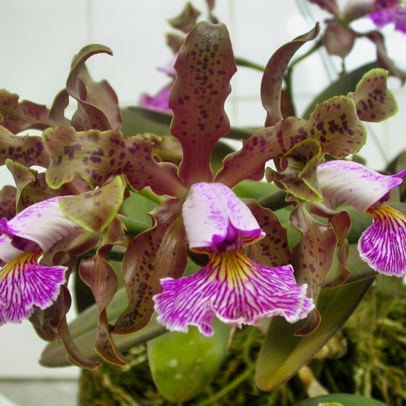 C. schilleriana x sib (4" Pot) - Not Blooming C. schilleriana x sib (4" Pot) - Not Blooming