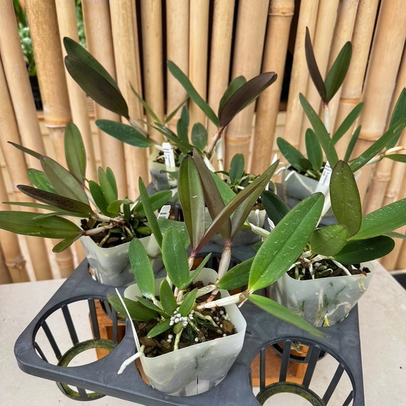 C. schilleriana x sib (4" Pot) - Not Blooming C. schilleriana x sib (4" Pot) - Not Blooming