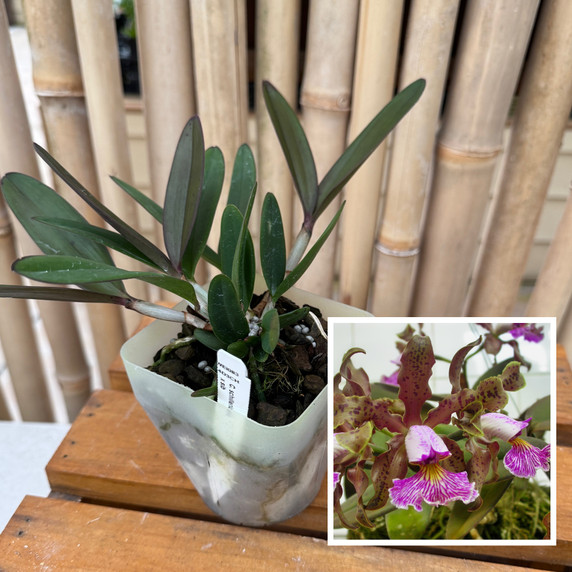C. schilleriana x sib (4" Pot) - Not Blooming C. schilleriana x sib (4" Pot) - Not Blooming