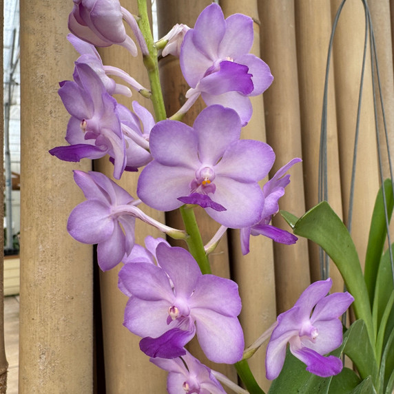 Vandachostylis Jularax Hybrid (Hanging Basket) - Not Blooming Vandachostylis Jularax Hybrid (Hanging Basket) - Not Blooming