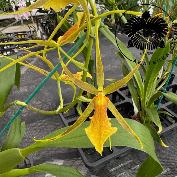 Bcd. Tower of Rex 'Mr. Green Jeans' (5" Pot) - Buds Bcd. Tower of Rex 'Mr. Green Jeans' (5" Pot) - Buds
