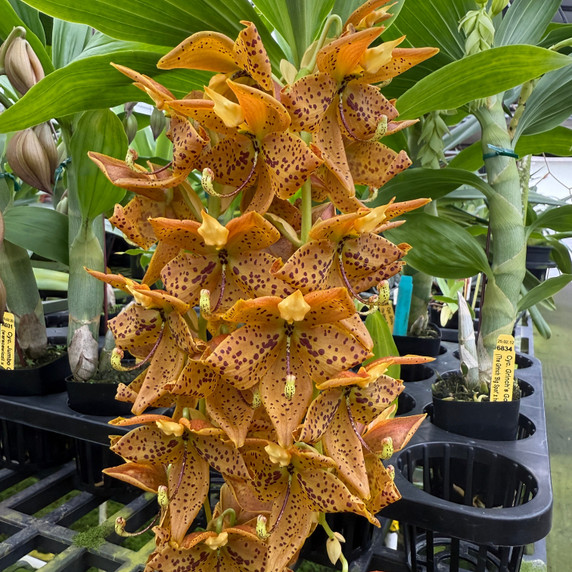 Cyc. Grinch's Gold AM/AOS (4" Pot) - Male Flowers Cyc. Grinch's Gold AM/AOS (4" Pot) - Male Flowers
