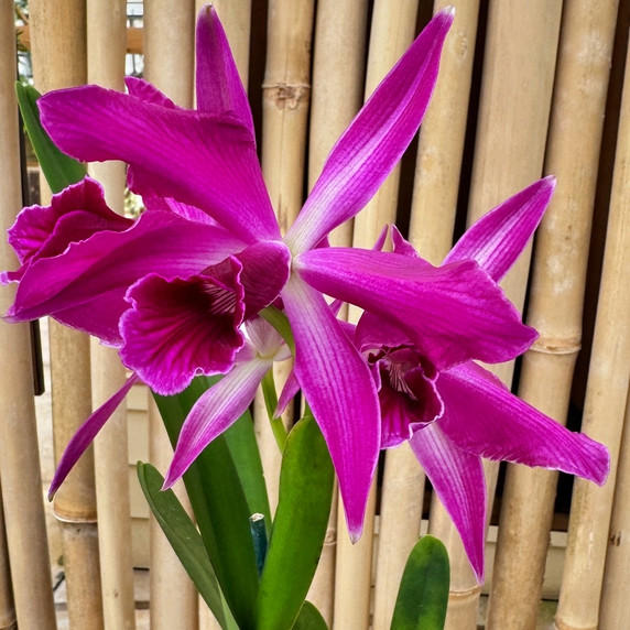 C. purpurata x sib ('Raspberry' x Double Flame') - 5" pot (Not Blooming) C. purpurata x sib ('Raspberry' x Double Flame') - 5" pot (Not Blooming)