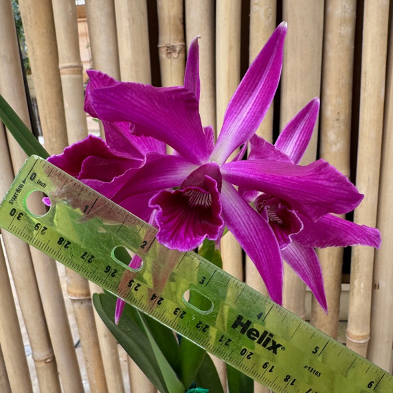 C. purpurata x sib ('Raspberry' x Double Flame') - 5" pot (Not Blooming) C. purpurata x sib ('Raspberry' x Double Flame') - 5" pot (Not Blooming)