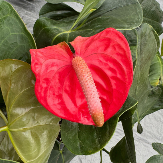 Anth. Light Red (Seedling - 5.5" Pot) Anth. Light Red (Seedling - 5.5" Pot)