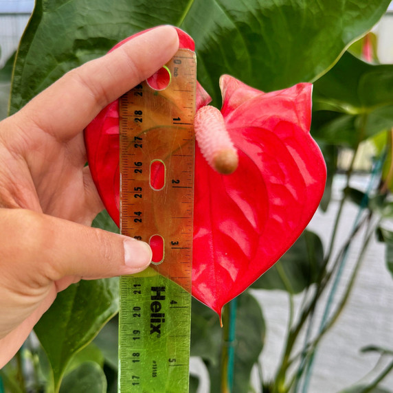 Anth. Light Red (Seedling - 5.5" Pot) Anth. Light Red (Seedling - 5.5" Pot)