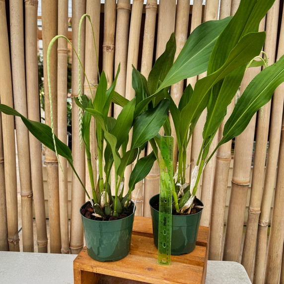 Dendrochilum magnum 'HOF Select' (5.5" Pot) - Double Spikes Dendrochilum magnum 'HOF Select' (5.5" Pot) - Double Spikes