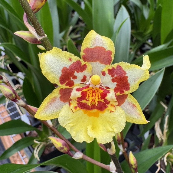 Odontocidium Parquet 'Uptown Girl' (4" Pot) - Buds Odontocidium Parquet 'Uptown Girl' (4" Pot) - Buds