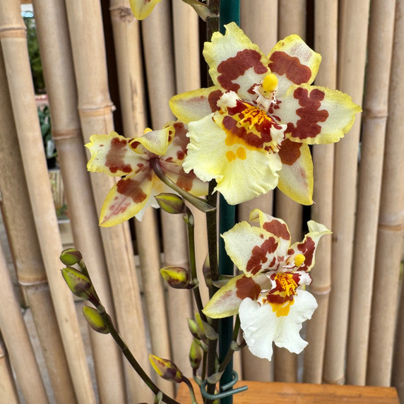 Odontocidium Parquet 'Uptown Girl' (4" Pot) - Buds Odontocidium Parquet 'Uptown Girl' (4" Pot) - Buds