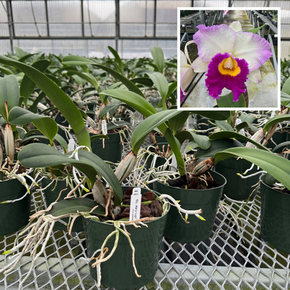 Rlc. Mary Lupi 'Volcano Queen' (5.5" Pot) - Not Blooming Rlc. Mary Lupi 'Volcano Queen' (5.5" Pot) - Not Blooming