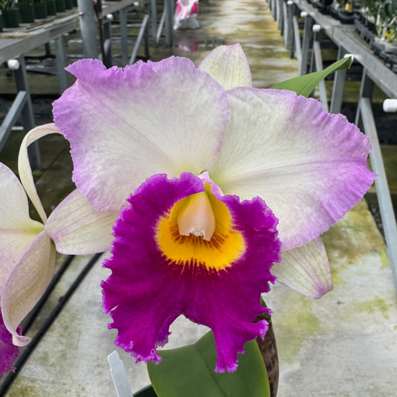 Rlc. Mary Lupi 'Volcano Queen' (5.5" Pot) - Not Blooming Rlc. Mary Lupi 'Volcano Queen' (5.5" Pot) - Not Blooming