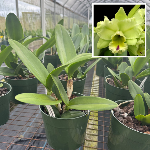 Rlc. Magic Meadow 'Napoleon' (5.5" Pot) -Not Blooming Rlc. Magic Meadow 'Napoleon' (5.5" Pot) -Not Blooming