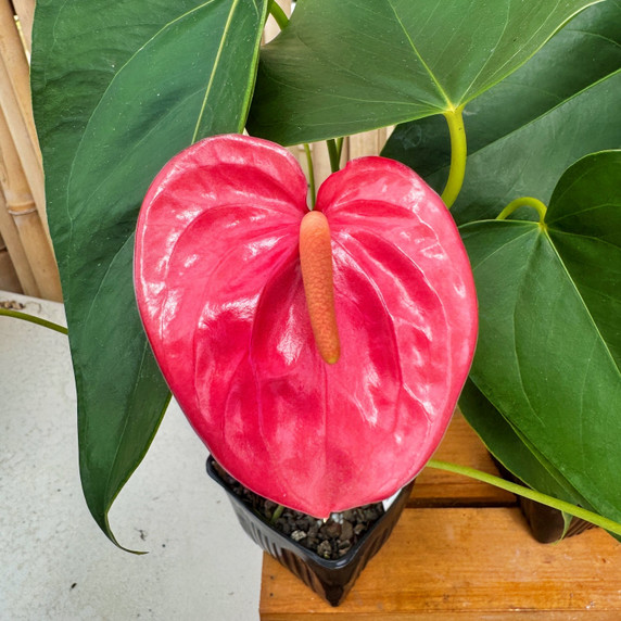 Anth. Pink Tulip (4" Pot) Anth. Pink Tulip (4" Pot)