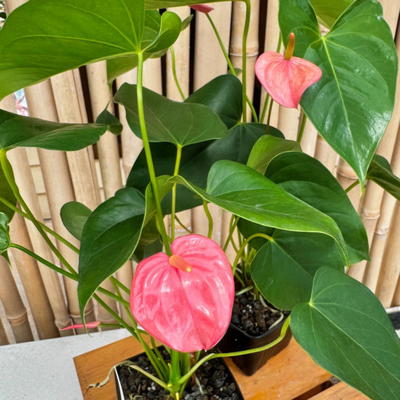 Anth. Pink Tulip (4" Pot) Anth. Pink Tulip (4" Pot)